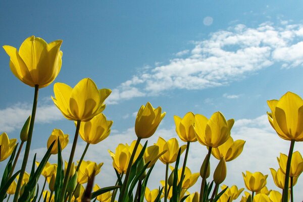 tulips-g861cdd86f_1920 tulips-g861cdd86f_1920
